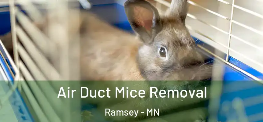 Air Duct Mice Removal Ramsey - MN